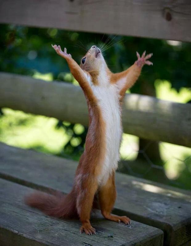 Happy Squirrel meme template
