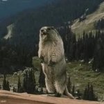 Yelling Beaver GIF Template meme template