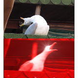 Screaming bird meme template