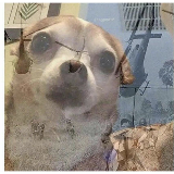 PTSD Chihuahua meme template
