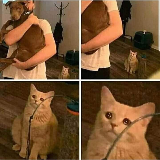 Sad Cat Holding Dog meme template