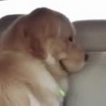 Smiling Evil Dog GIF Template meme template