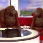 where monkey meme template