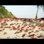 Crab Rave GIF Template meme template