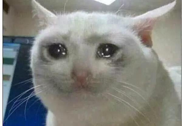 crying cat meme template
