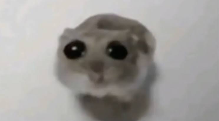 Sad Hamster meme template