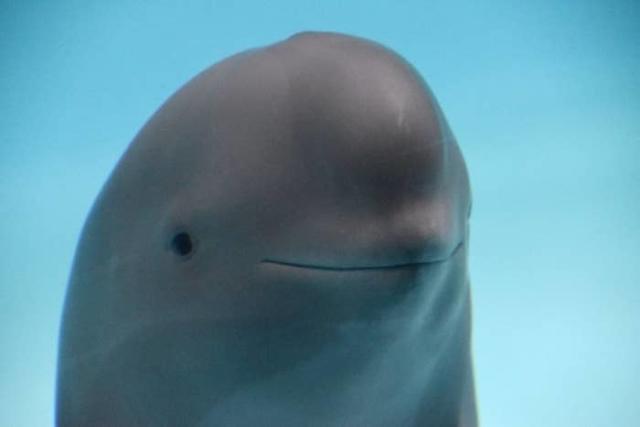 smiling dolphin meme template