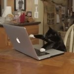 Typing kitty GIF Template meme template