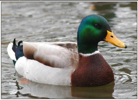 Actual Advice Mallard meme template