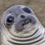Awkward Moment Sealion meme template