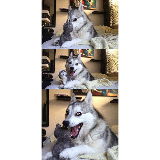 Bad Pun Dog meme template