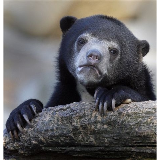 Confession Bear meme template