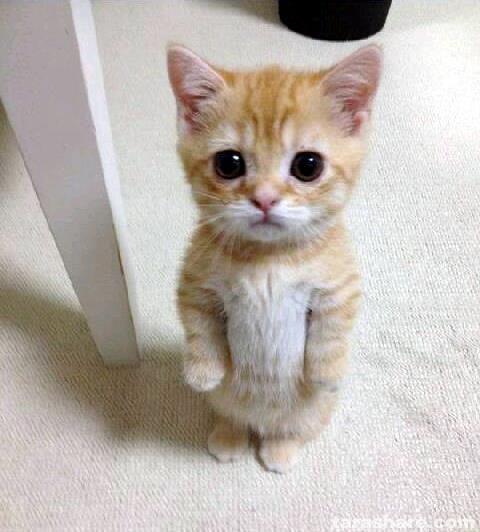 Cute Cat meme template