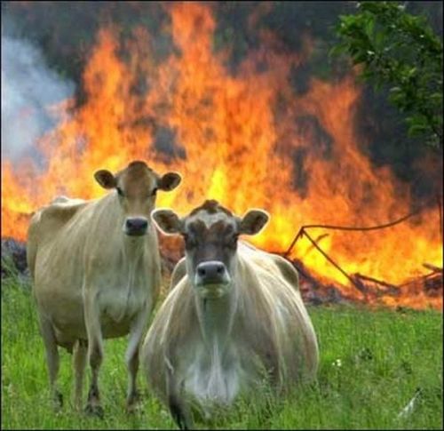 Evil Cows meme template
