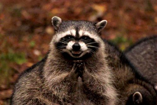 Evil Plotting Raccoon meme template