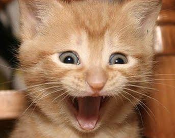 Excited Cat meme template