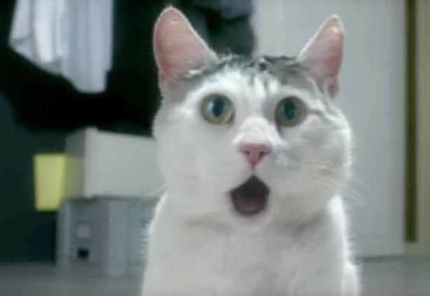 OMG Cat meme template