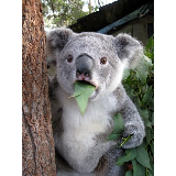 Surprised Koala meme template