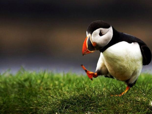 Unpopular Opinion Puffin meme template